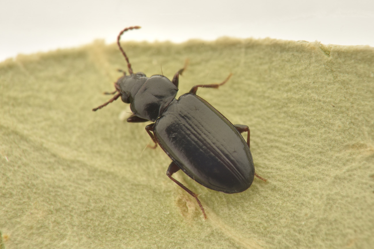 Carabidae: Tachyta nana? S.